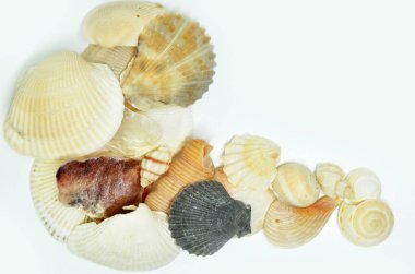 Deniz kabukları birlikte alıntı