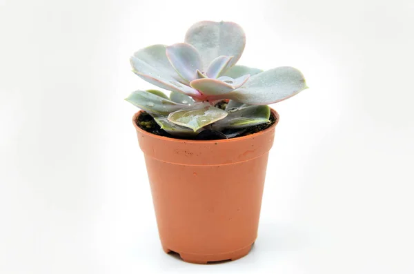 Succulent plant in pot — Stock Photo, Image