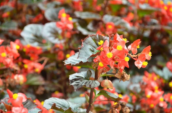 Bloemen begonia. Begonia is een bloem van buitengewone schoonheid — Stockfoto