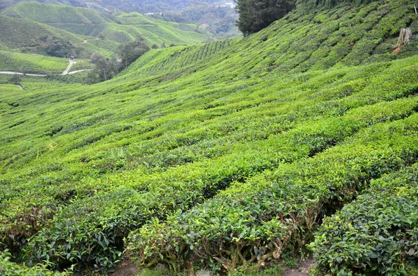 Plantación de té ubicada en Cameron Highlands — Foto de Stock