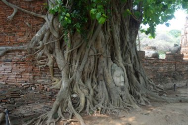 Ağaç kökleri kafa Buda heykeli