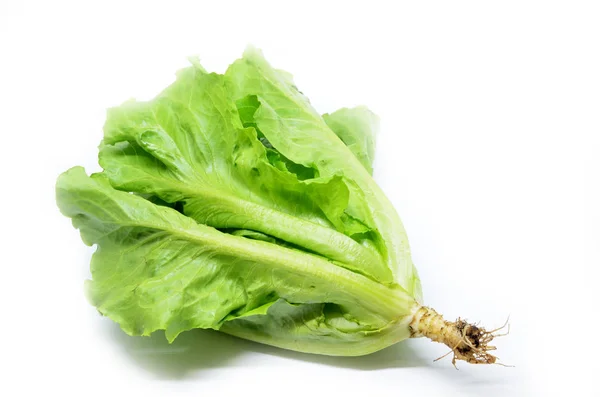 Зеленый китайский салат — стоковое фото