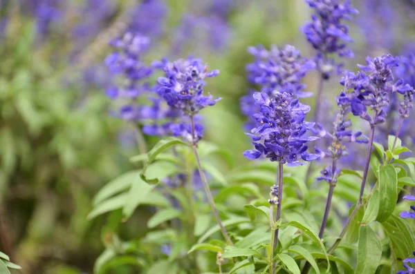 Blooming blue bugleweeds Ajuga — Stock Photo, Image