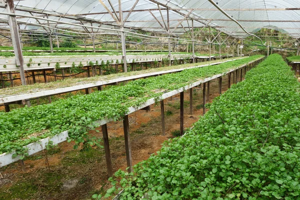Zöld növényi vízitorma növekvő — Stock Fotó