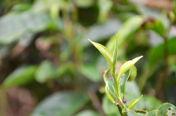 Hojas de té en Cameron Highland Malasia — Foto de Stock