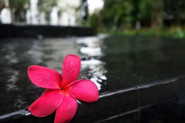 Havuz tarafında Frangipani çiçekler — Stok fotoğraf