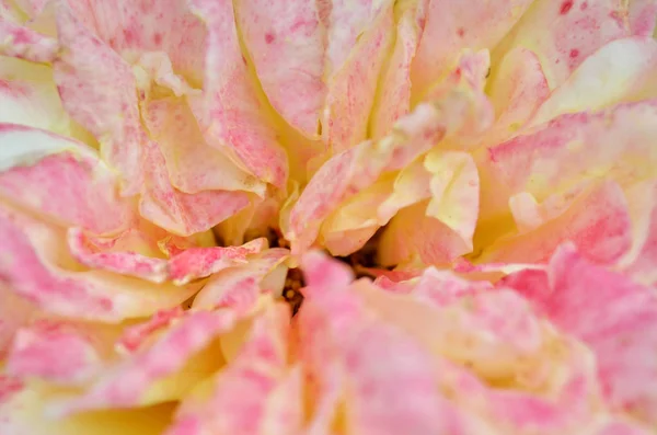 Pink rose flower — Stock Photo, Image