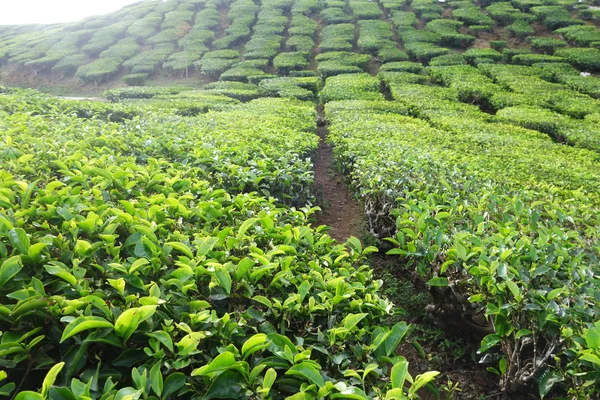 Plantación de té ubicada en Cameron Highlands — Foto de Stock