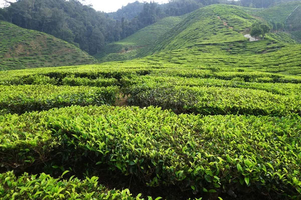 Plantacja herbaty w Cameron Highlands — Zdjęcie stockowe