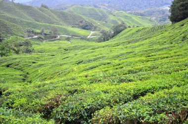 Cameron Highlands içinde yer alan çay plantasyon