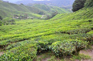 Cameron Highlands içinde yer alan çay plantasyon