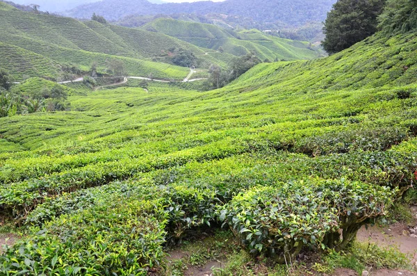 Plantación de té ubicada en Cameron Highlands — Foto de Stock