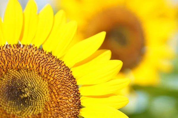 Yellow Sunflower field — Stock Photo, Image