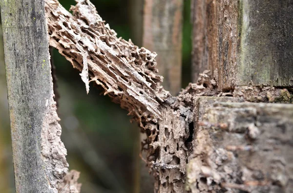 Damage wood eaten by termite — Stock Photo, Image