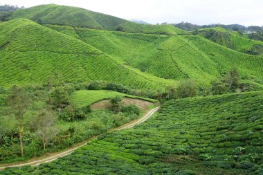 çay plantasyon cameron Highlands, Malezya