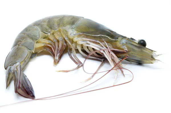 Fresh raw prawns — Stock Photo, Image