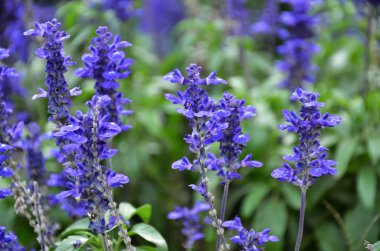 Mavi bugleweeds mayasıl çiçeklenme