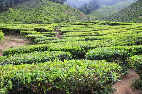 Plantation de thé située dans Cameron Highlands — Photo