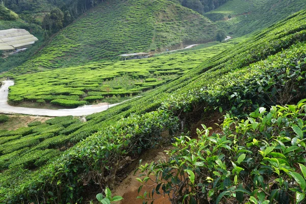 Plantación de té en las Tierras Altas Cameron en Malasia — Foto de Stock