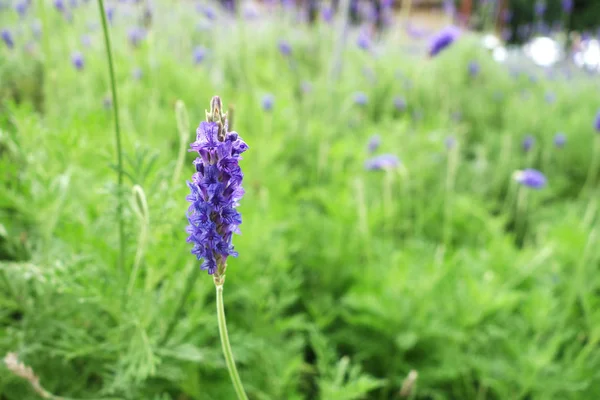 FIORI DI LAVENDER IN NATURA — Foto Stock