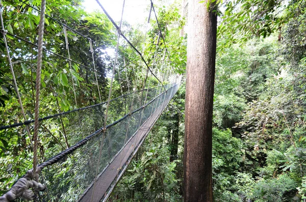 Poring Treetop Canopy Walk — Stock Photo, Image