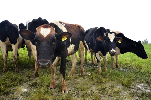 Cattles op Desa melkveebedrijf Kundasang — Stockfoto