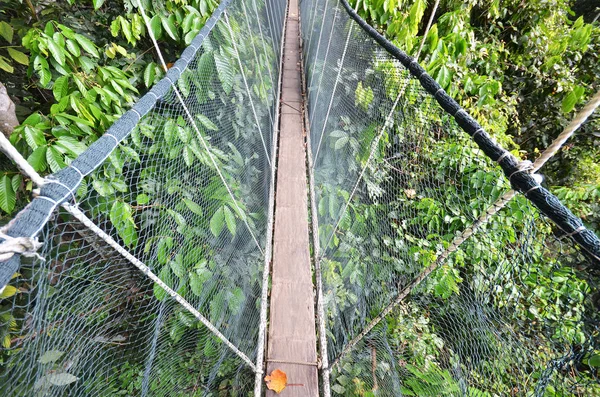 Poring Treetop gölgelik yürüyüş — Stok fotoğraf