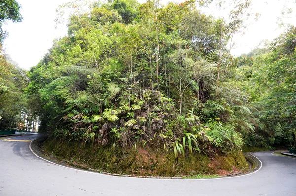 Kinabalu Park i Sabah, Malaysia - Stock-foto