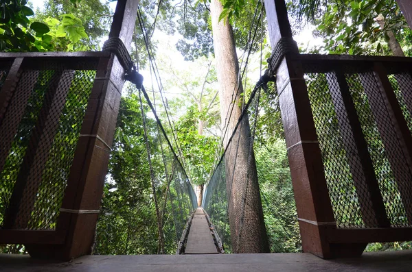 Poring Treetop Canopy Walk — Stock Photo, Image