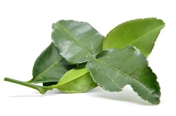 Bergamot kaffir lime leaves — Stock Photo, Image