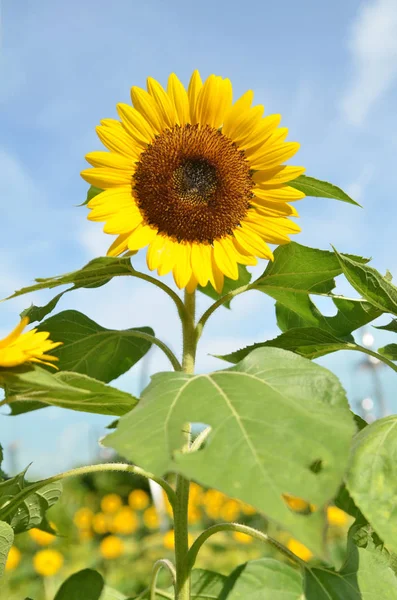 Yellow big sunflower and blue sky — Stock Photo, Image