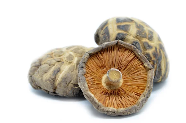 Dried shitake mushroom — Stock Photo, Image