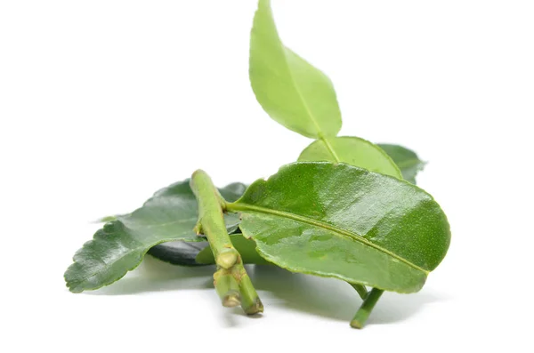 Bergamot kaffir lime leaves — Stock Photo, Image