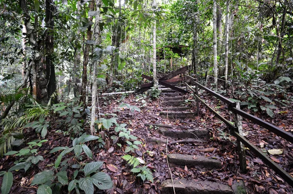 Wooden stairs up to mountain Kinabalu — Stock Photo, Image