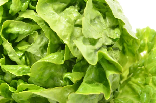 Green butter head lettuce — Stock Photo, Image