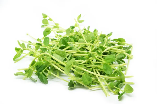 Bunch of pea shoots — Stock Photo, Image