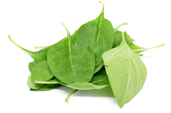 Matrimony vine leaf — Stock Photo, Image