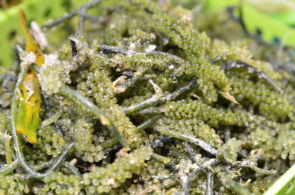 Oval sea grapes seaweed — Stock Photo, Image