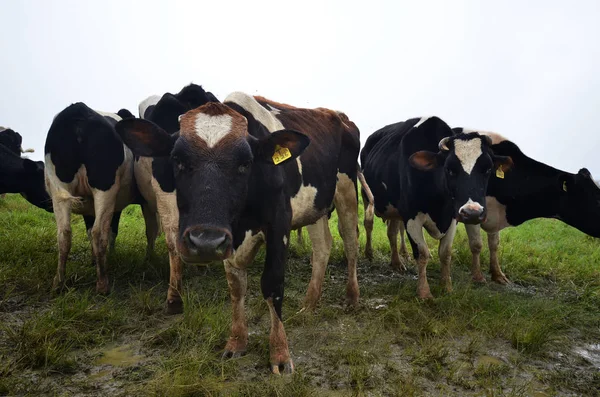 Cattles op Desa melkveebedrijf Kundasang — Stockfoto