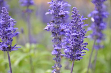 Mavi bugleweeds mayasıl çiçeklenme