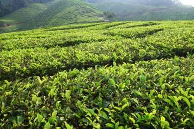 Cameron Highlands içinde yer alan çay plantasyon