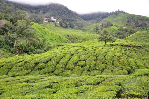 Plantación de té ubicada en Cameron Highlands — Foto de Stock