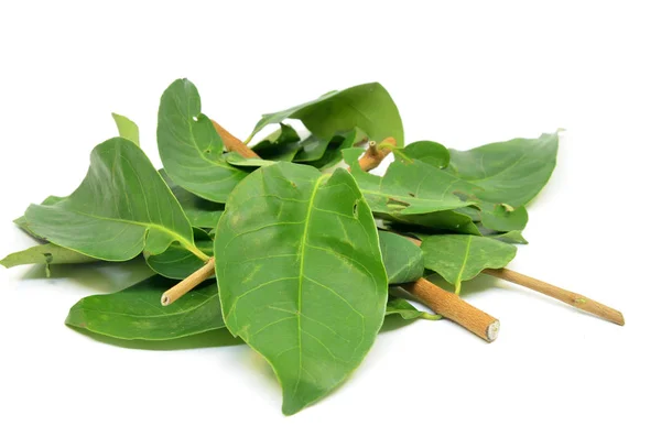 Indonesian Bay Leaf — Stock Photo, Image