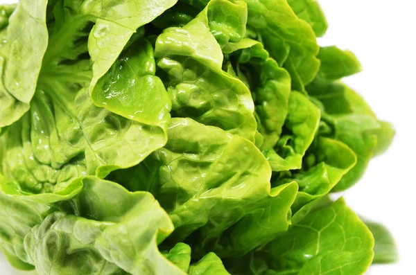 Green butter head lettuce — Stock Photo, Image