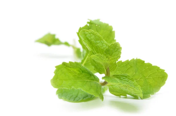 Fresh mint leaves — Stock Photo, Image