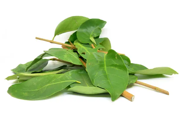 Indonesian Bay Leaf — Stock Photo, Image