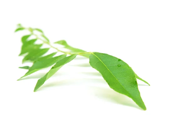 Bunch of curry leaves — Stock Photo, Image