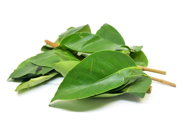 Indonesian Bay Leaf — Stock Photo, Image