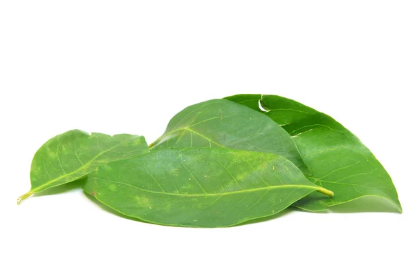 Indonesian Bay Leaf — Stock Photo, Image