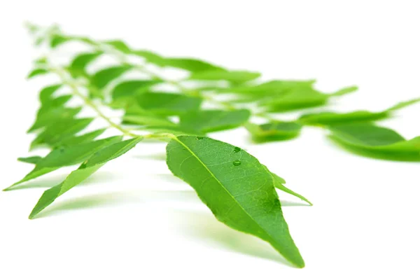 Bunch of curry leaves — Stock Photo, Image